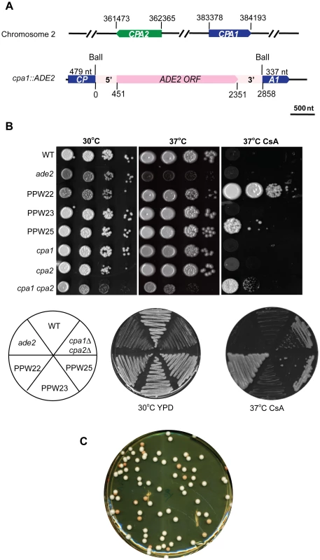 Transgene silencing results in CsA resistance and ade−, red colonies.