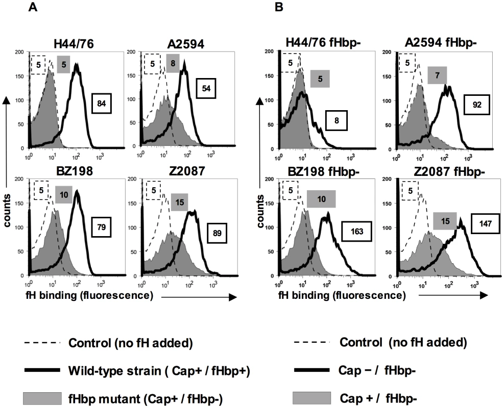FH binding to fHbp mutants of select <i>N. meningitidis</i> strains and their isogenic capsule deficient mutants.