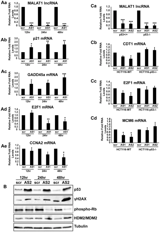 p53 activation is essential for the S-phase defects observed in MALAT1-depleted human cells.