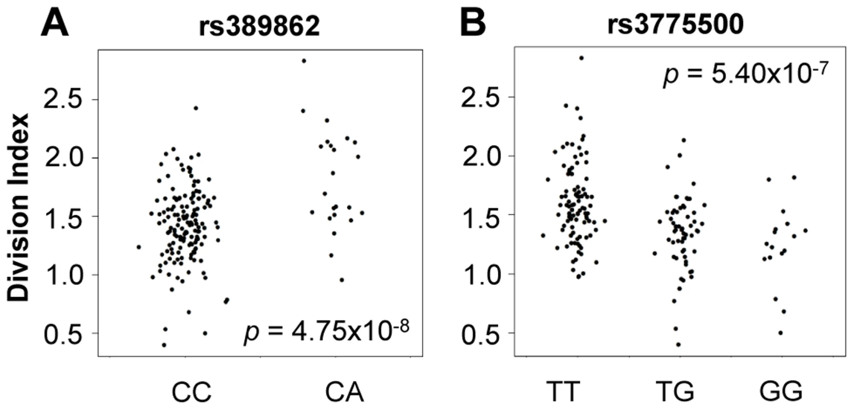 Genome-wide association to division index (the average number of division undergone by all cells).