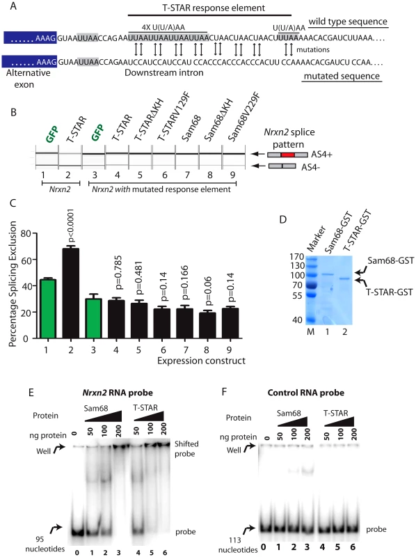 T-STAR mediates splicing repression of <i>Nrxn2</i> AS4 via a downstream response element.