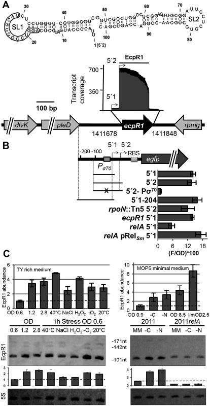 <i>ecpR1</i> genomic locus and transcriptional regulation.