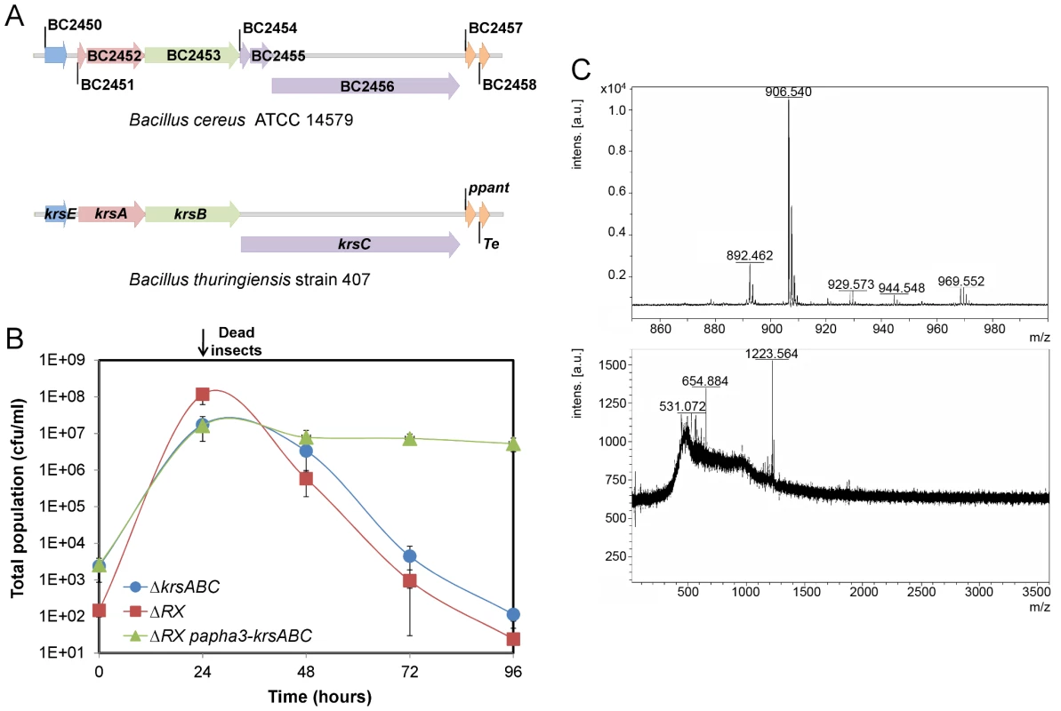 The <i>krsABC</i> genes are involved in the production of kurstakin, a lipopeptide essential for the necrotrophic lifestyle of <i>Bt</i>.