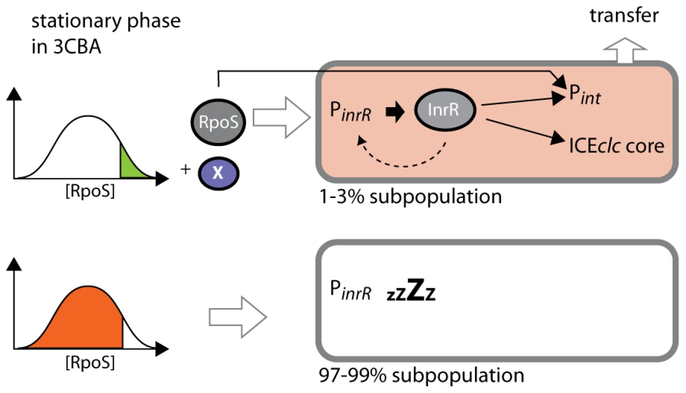 Stochastic fluctuations of RpoS control permissiveness for bistable ICE<i>clc</i> activation and transfer.