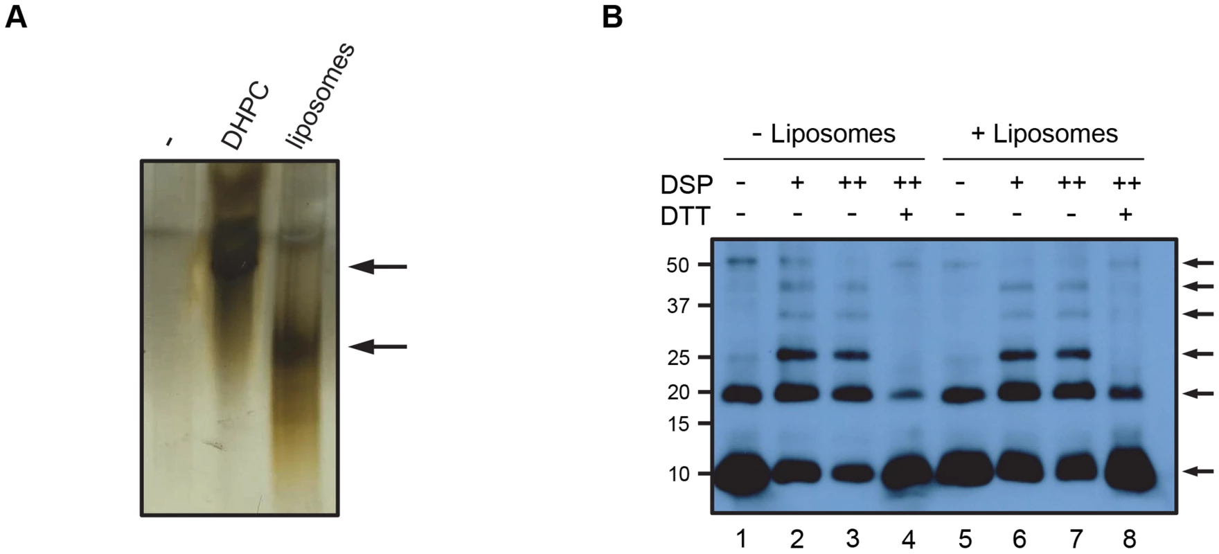 VP4 forms a multimeric complex.