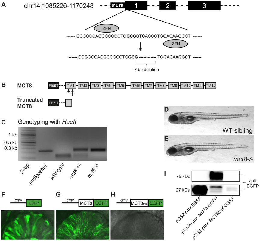 Establishment of ZFN-mediated <i>mct8</i> zebrafish mutant.