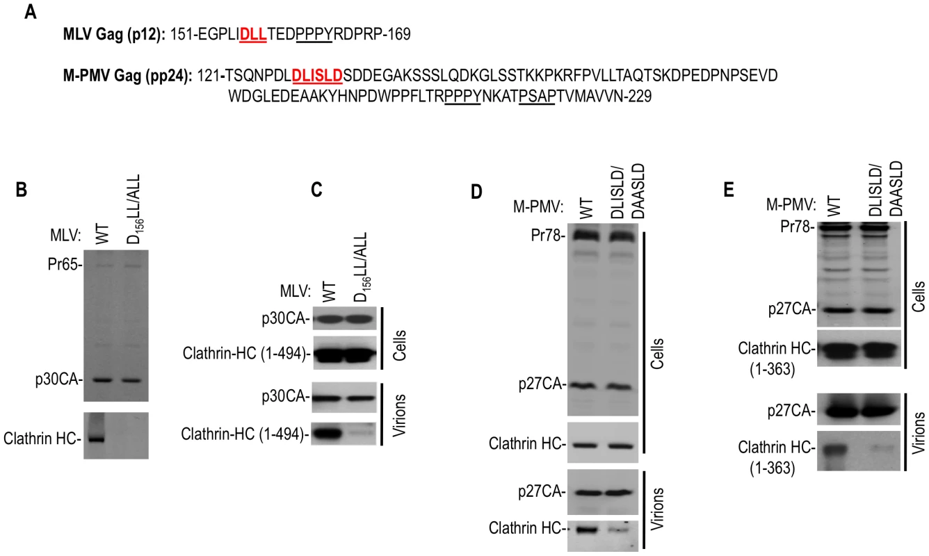 Clathrin is incorporated into MLV and M-PMV virions.