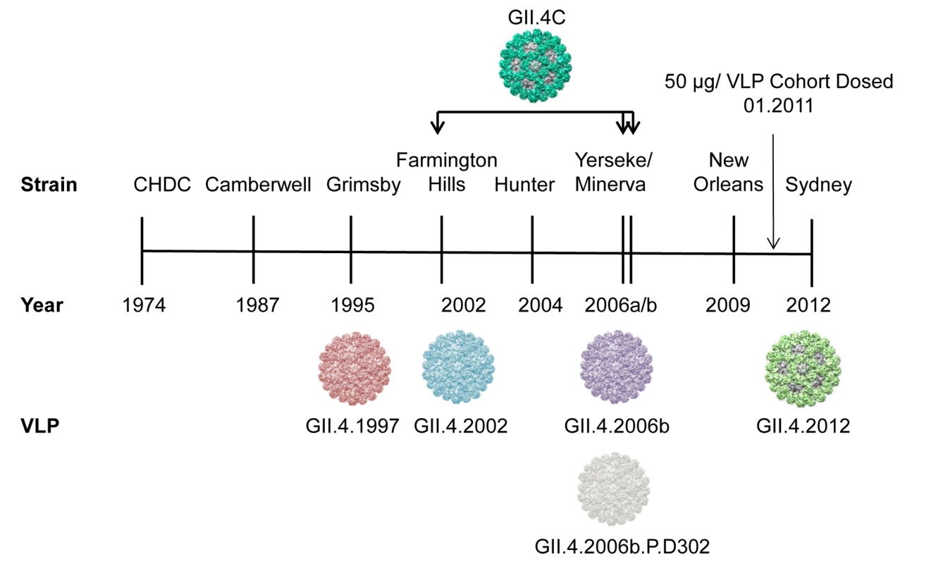 Temporal relationship between epidemiologically important GII.4 strains, relative to the virus-like particles and sera used in this study.