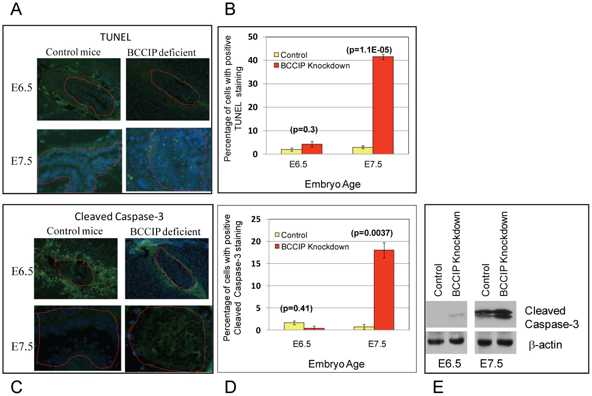 Apoptosis in BCCIP deficient embryos.