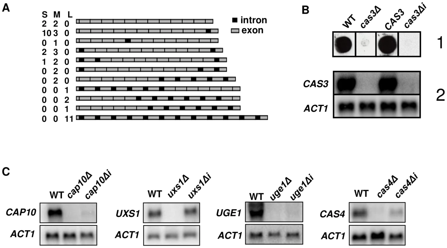 Influence of introns on gene expression.