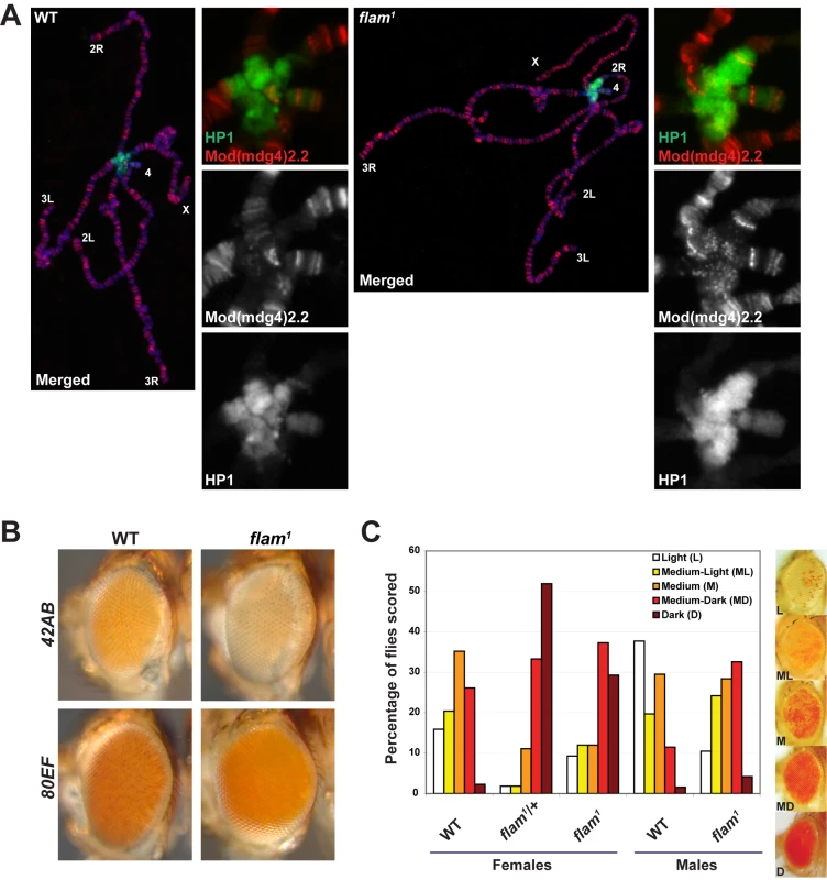 Mutation of the <i>flam</i> piRNA cluster results in global HP1 redistribution.
