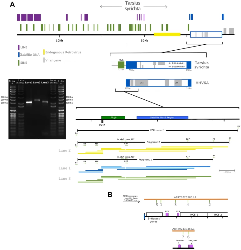 Validation of the endogenous status of TsyrHVLs.