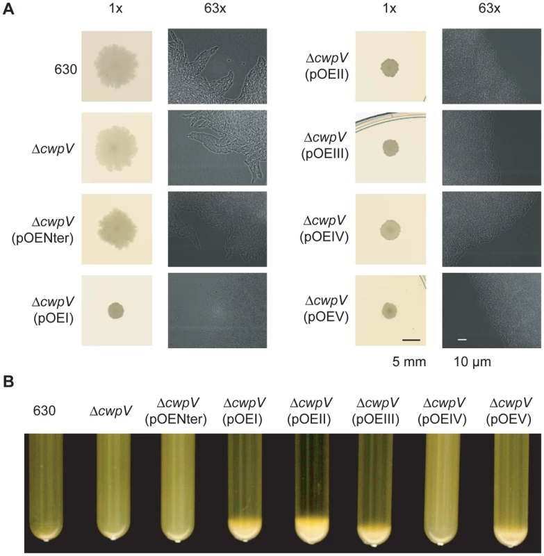 CwpV is an aggregation-promoting factor.
