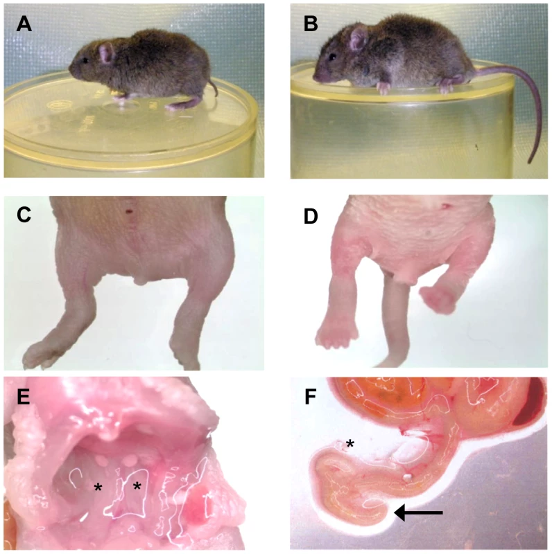 The <i>Sd</i> phenotype.