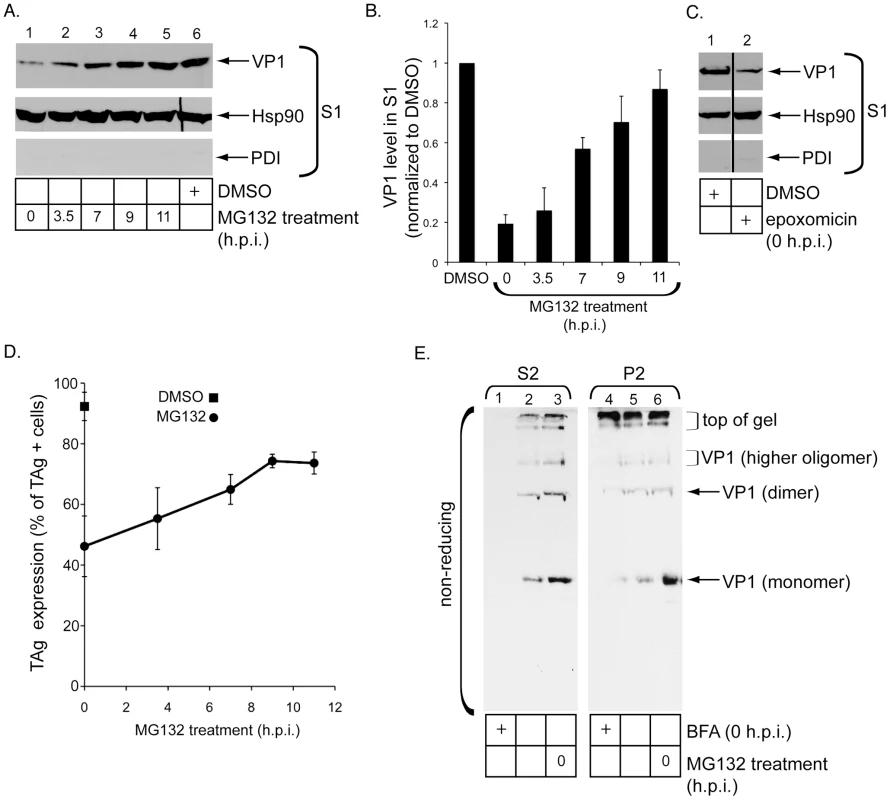 Release of SV40 into the cytosol depends on the host proteasome.