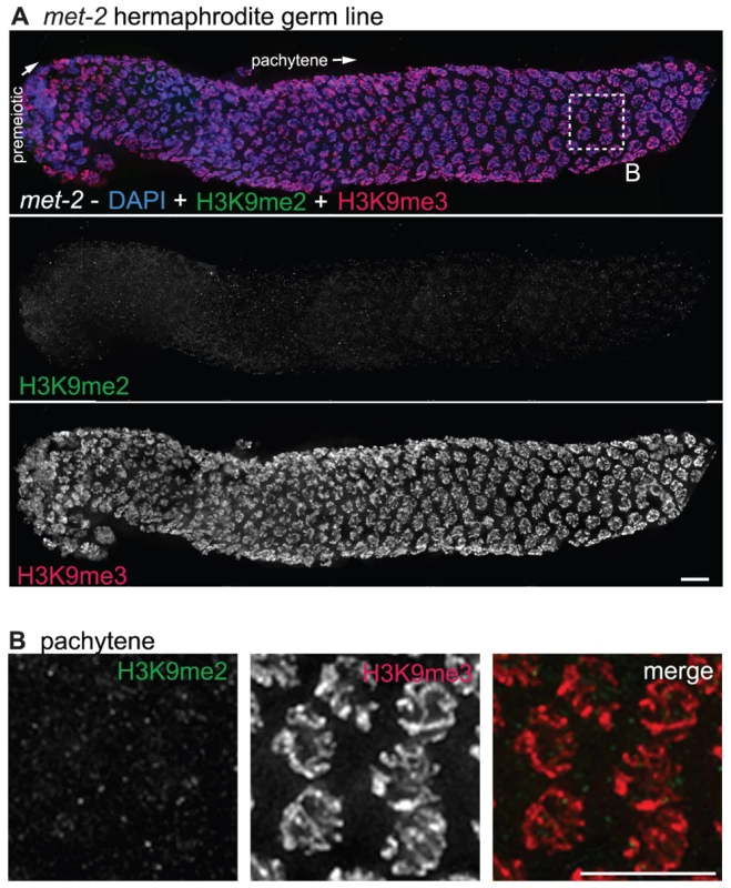 <i>met-2</i> is required for H3K9me2 in the adult germ line.
