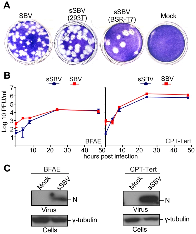 <i>In vitro</i> phenotypic characterization of SBV and sSBV.