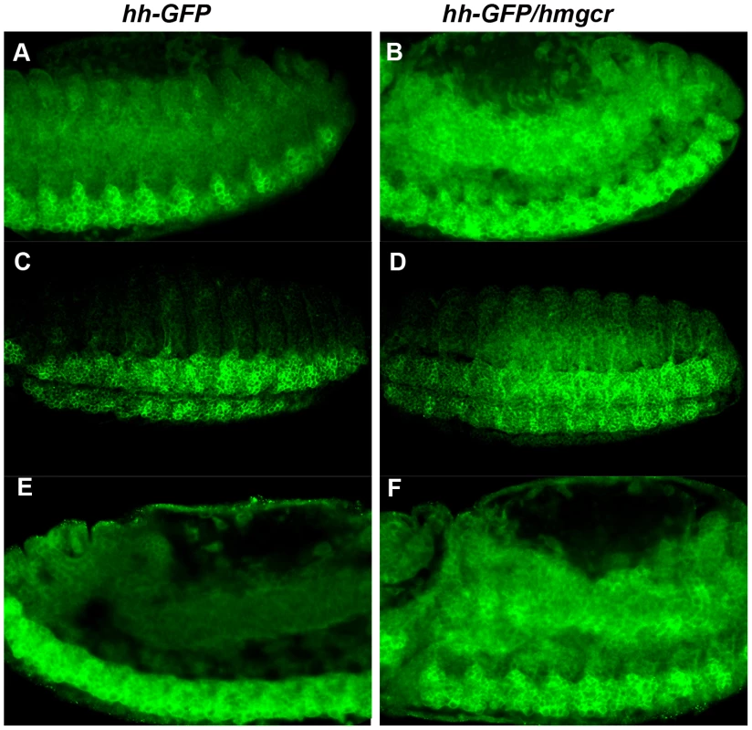 Co-expression of <i>hmgcr</i> with <i>hh</i> potentiates the transmission of the Hh ligand into and through the mesoderm.