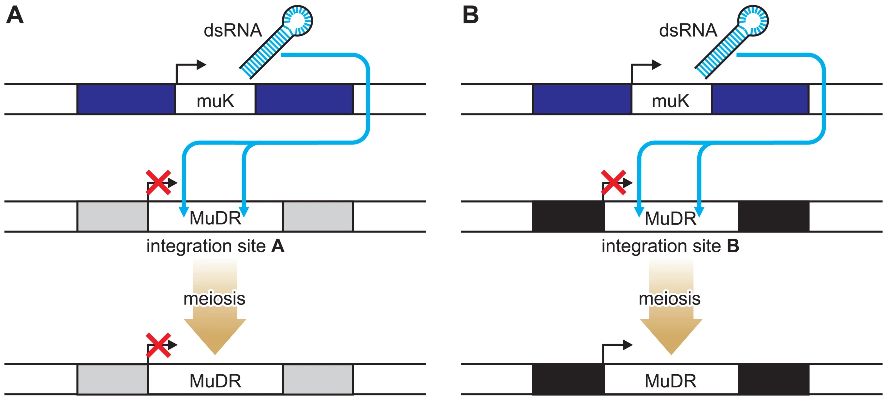 Locus-Specific Reactivation of the MuDR Transposon.