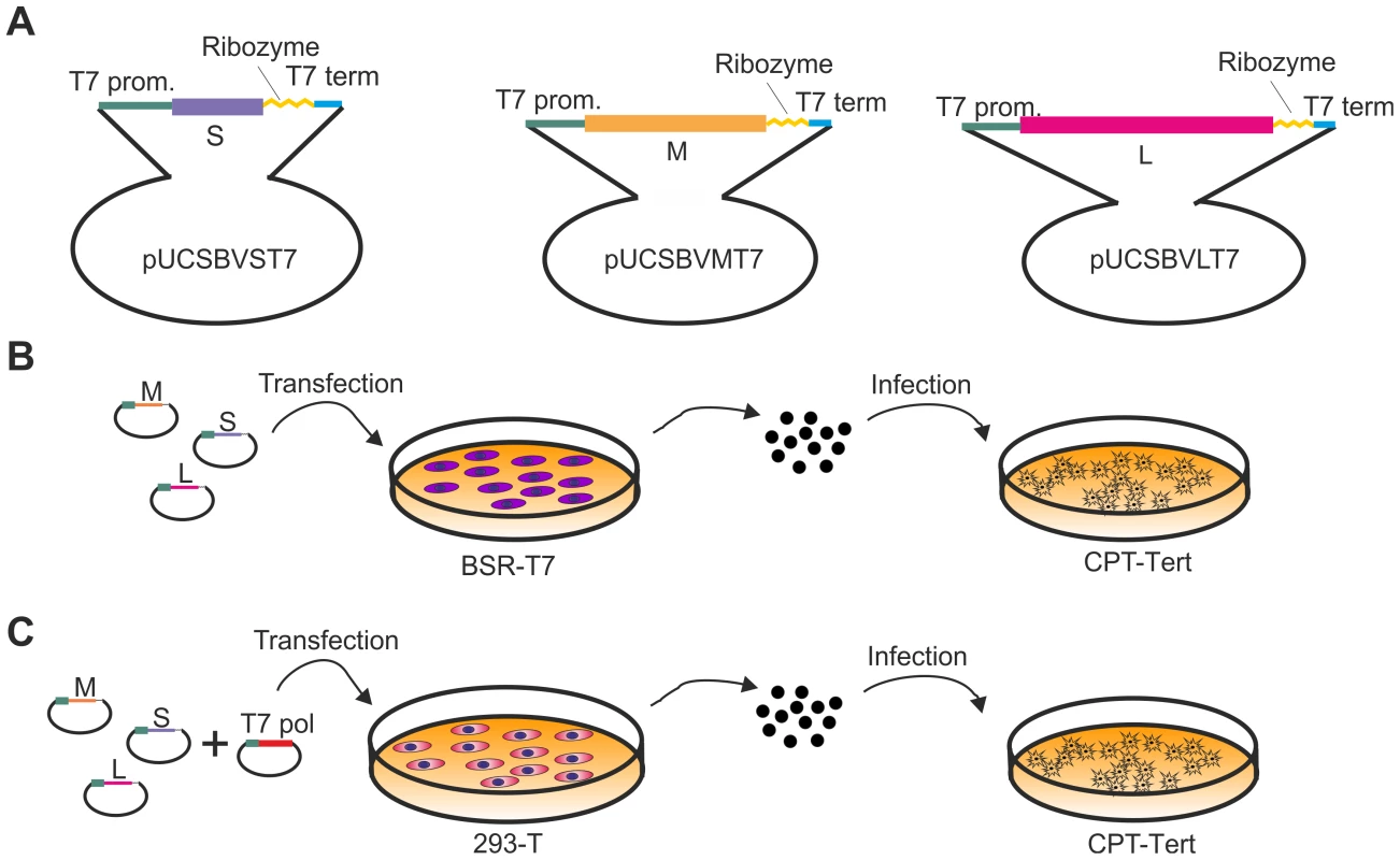 Reverse genetics protocols for the rescue of SBV.