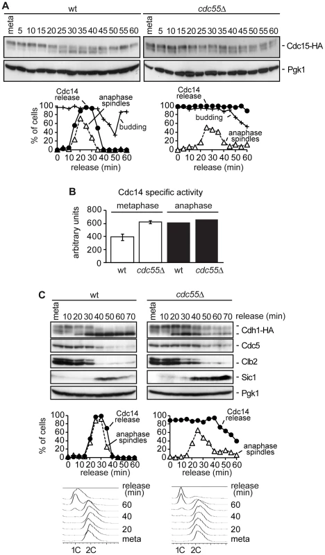 Premature Bfa1 inactivation does not provoke premature exit from mitosis.