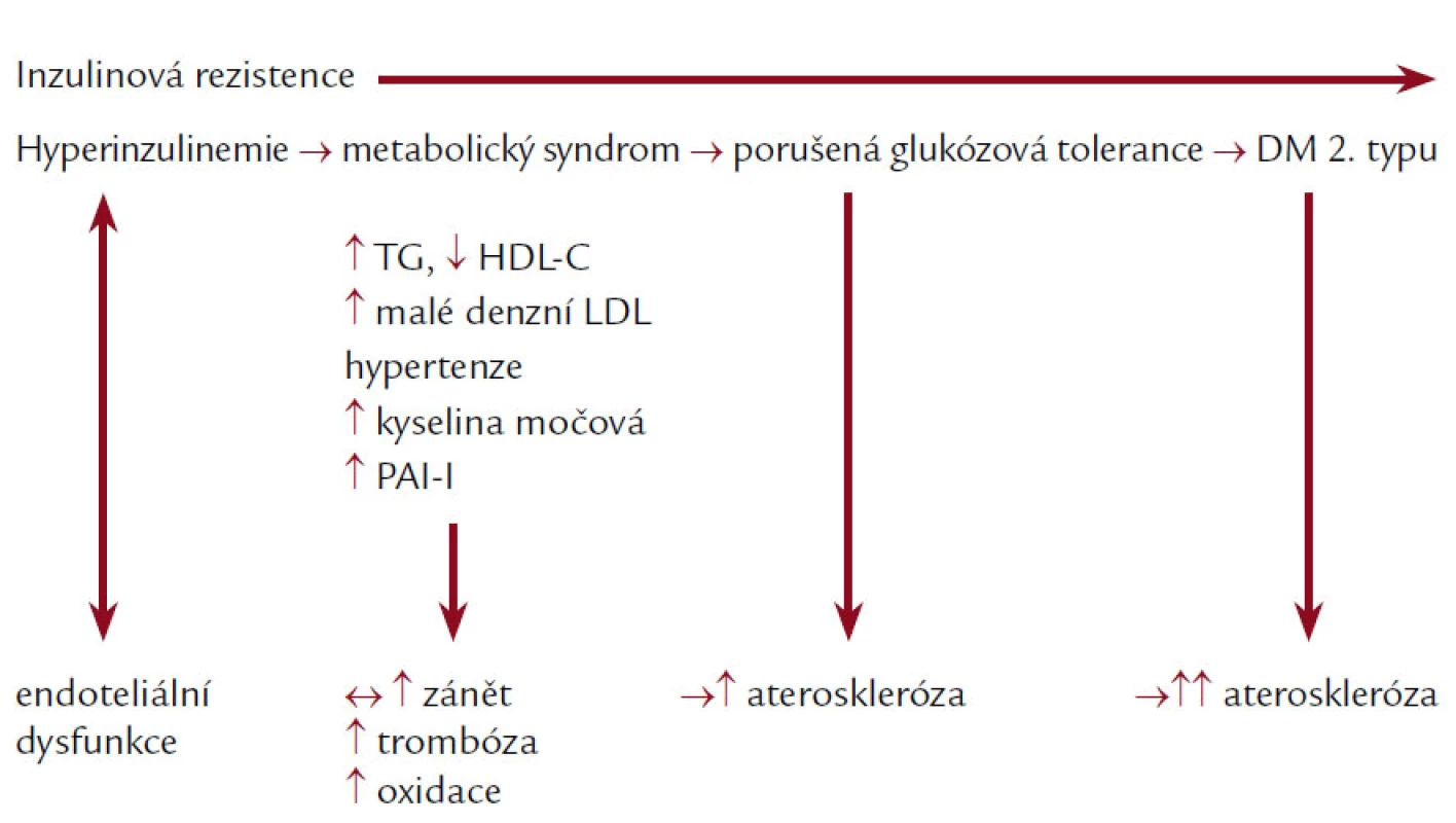 Progrese inzulinové rezistence do manifestace diabetes mellitus 2. typu probíhá zhruba současně s progresí endoteliální dysfunkce do pokročilé aterosklerotické léze [13].