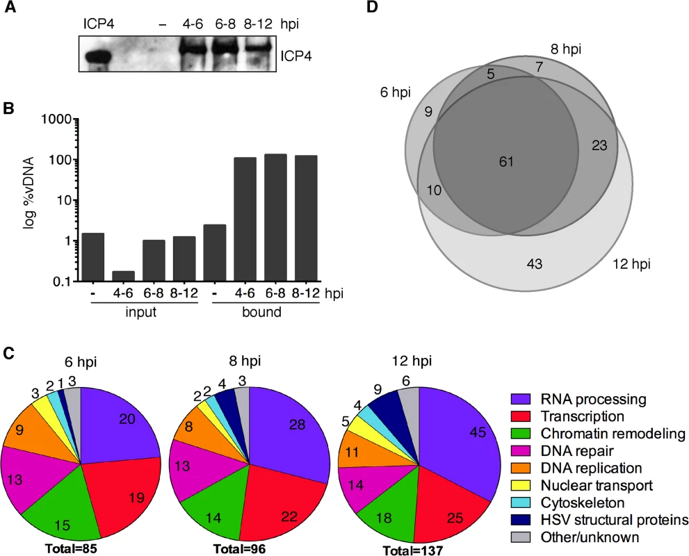 iPOND detects viral and cellular proteins associated with replicated HSV-1 genomes.