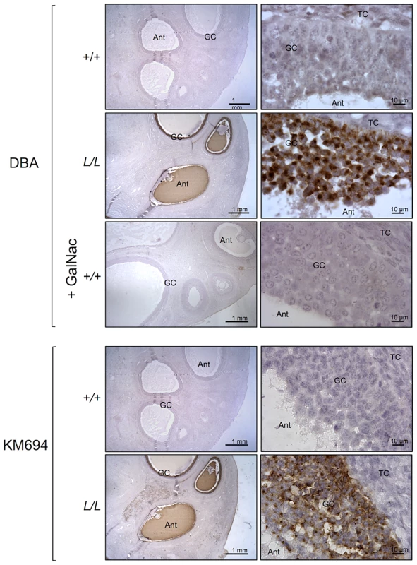 B4GALNT2 transferase activity revealed by DBA lectin and KM694 antibody staining in Lacaune sheep ovary.
