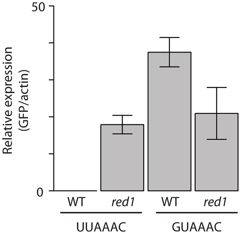 Functional validation of the <i>red1</i>-associated motif.