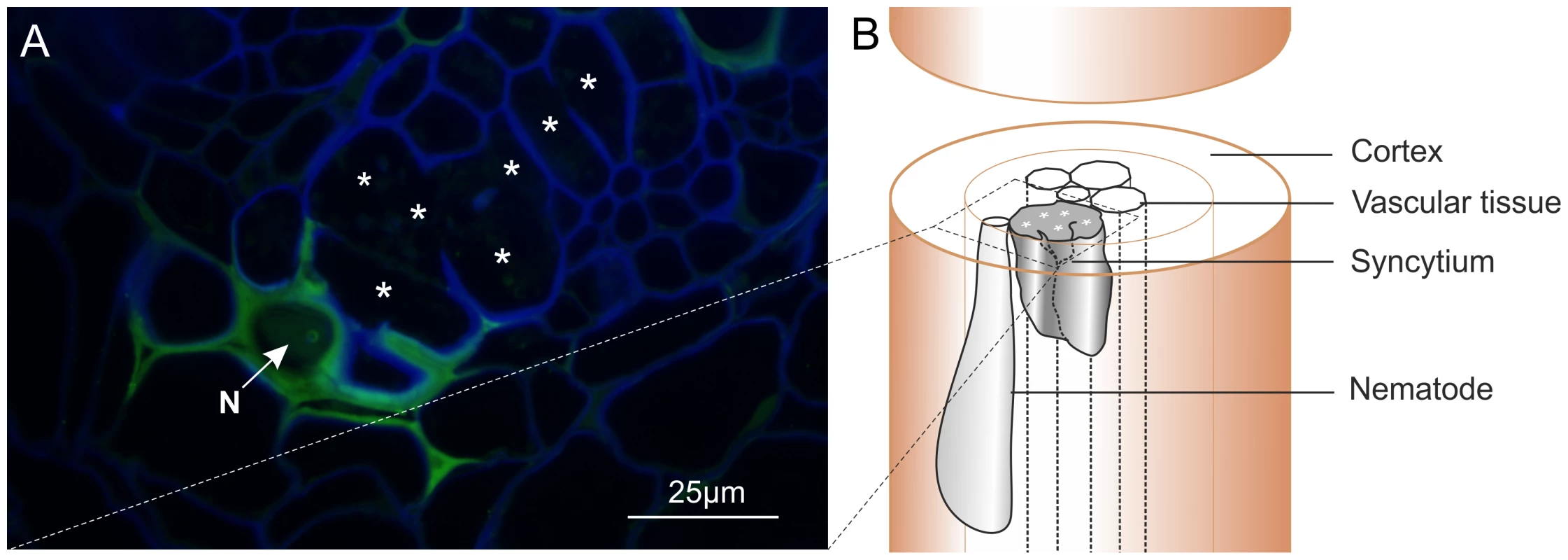 Immunolocalisation of Gp-HYP proteins to the apoplasm.