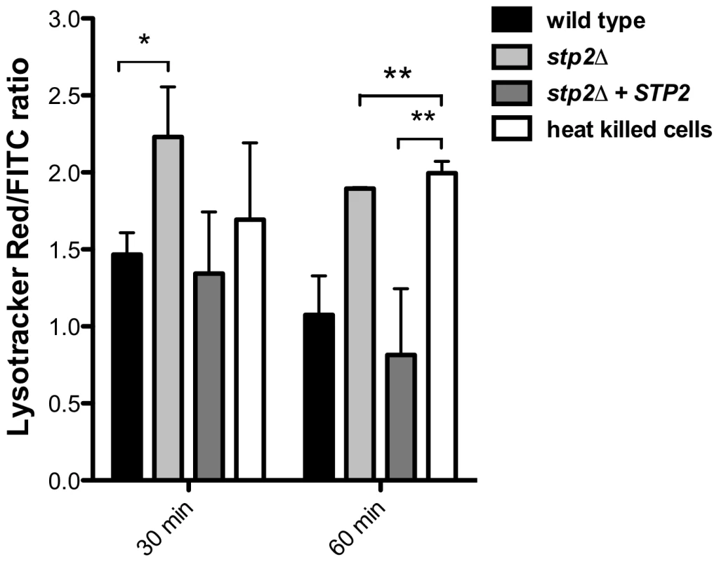 <i>C. albicans</i> cells alkalinize the macrophage phagosome.