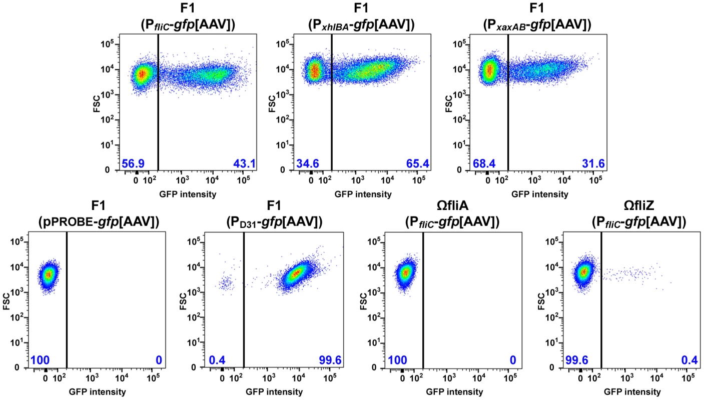 Bimodal expression of flagellin and hemolysin genes in <i>Xenorhabdus</i>.