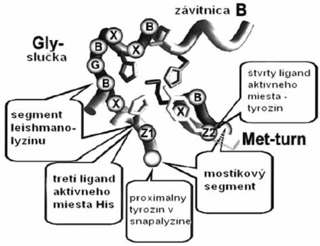 Schéma aktívneho miesta so spoločným segmentom HEXXHXXGXXH/D v skupine enzýmov metzincínu (slučky Met-turn a Gly, B sú apolárne aminokyseliny, X ľubovoľné jednotky a X sú špecifické aminokyseliny charakteristické pre jednotlivé enzýmy) <sup>51)</sup>
