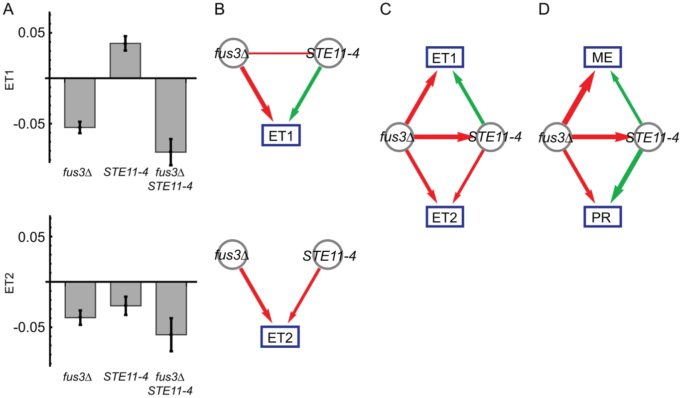 Genetic interactions between <i>fus3Δ</i> and <i>STE11-4</i> mutations, following <em class="ref"><b>Figure 1</b></em>.