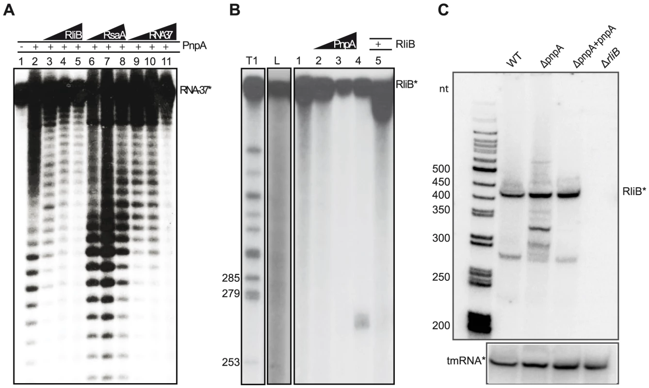 RliB is a substrate for PNPase.
