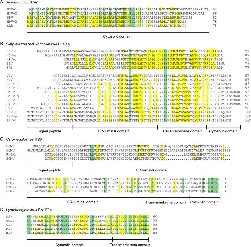 Alignments of the amino acid sequences of selected herpesvirus-encoded TAP-inhibitors.