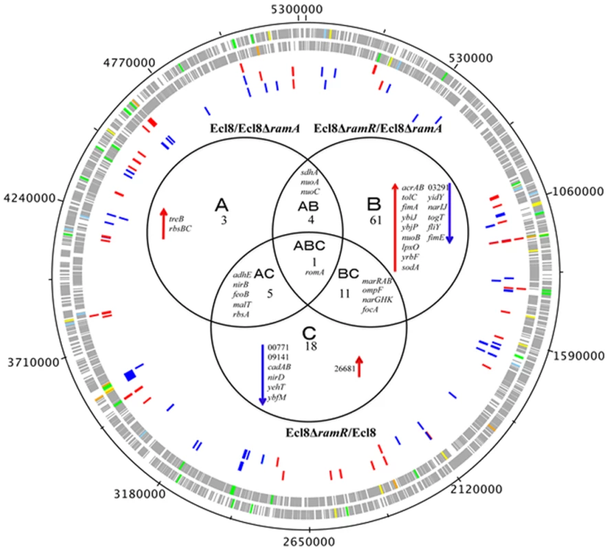 Venn diagram representing the RNA sequencing results.