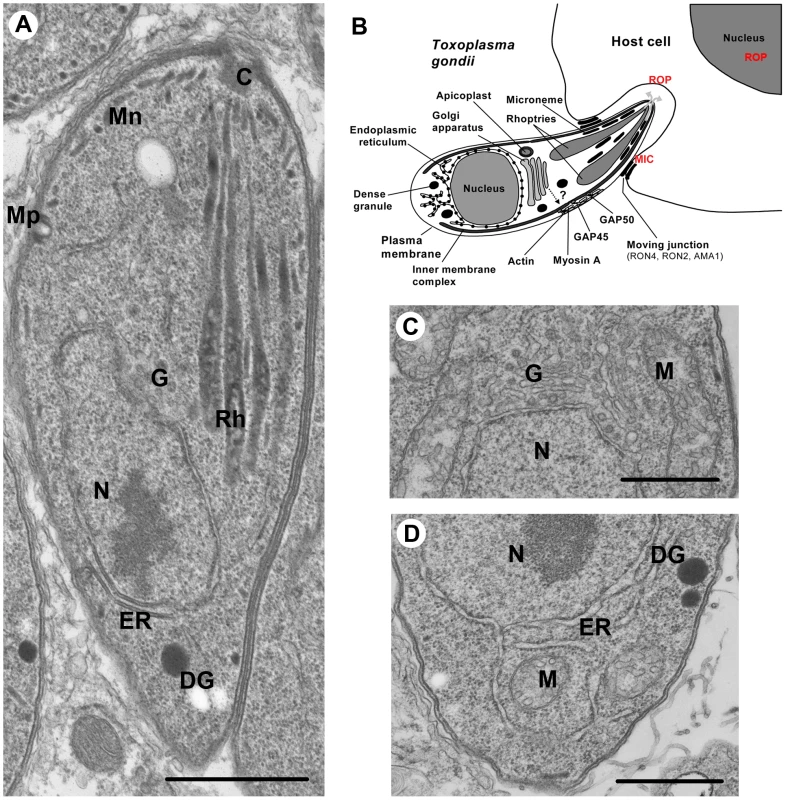 Ultrastructure of <i>Toxoplasma gondii</i>.