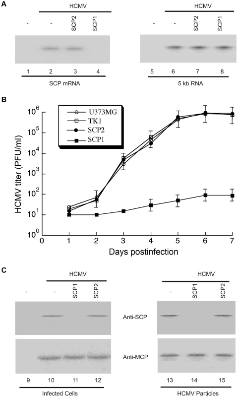 Ribozyme-mediated inhibition of HCMV SCP expression and viral growth.
