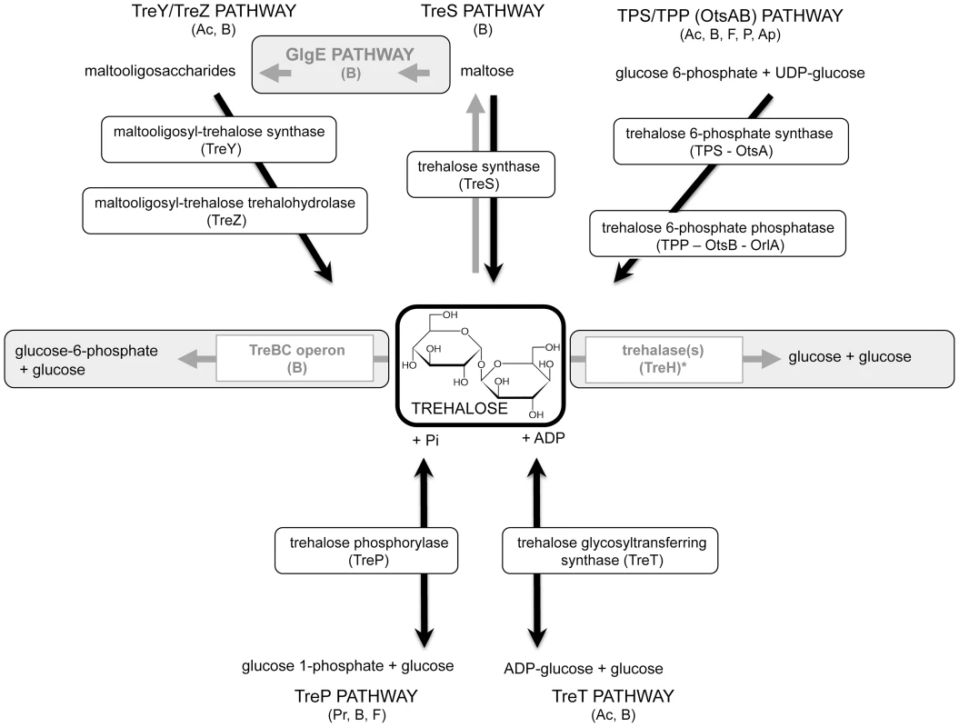 Trehalose metabolic pathways.