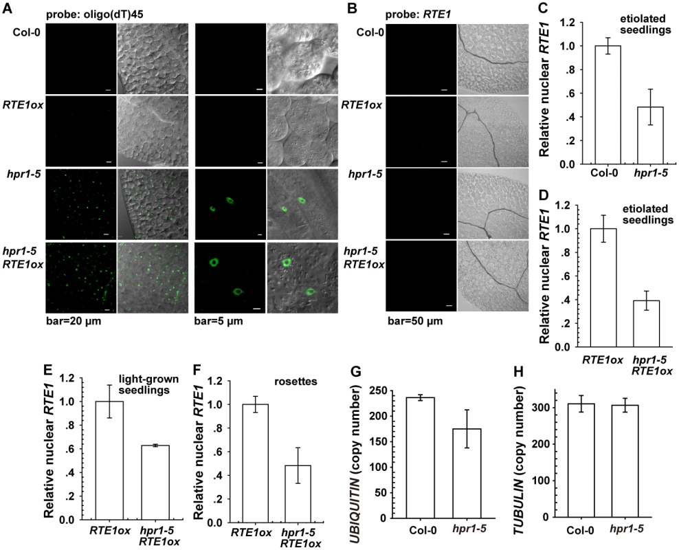 Effect of the <i>hpr1–5</i> allele on bulk and <i>RTE1</i> mRNA accumulation in the nucleus.