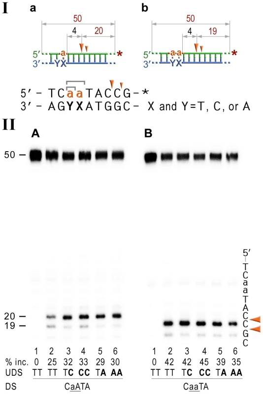 NER cleavage reaction products generated using DNA templates with 3′ end-labeled rNMP-containing strands.
