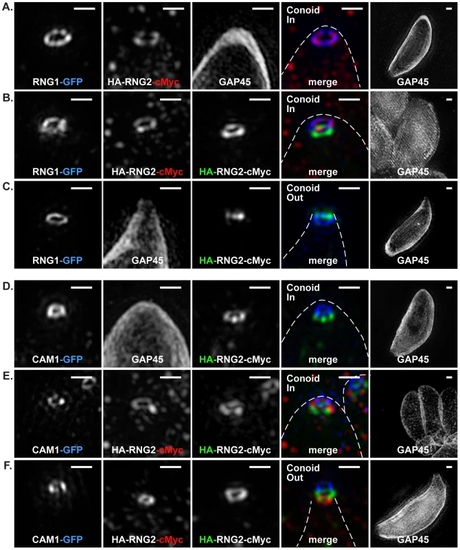 3D-SIM of RNG2 location relative apical polar ring marker RNG1 and conoid marker CAM1.