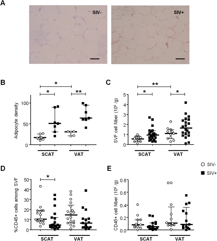 The influence of SIV infection on adipocyte and SVF cell density.