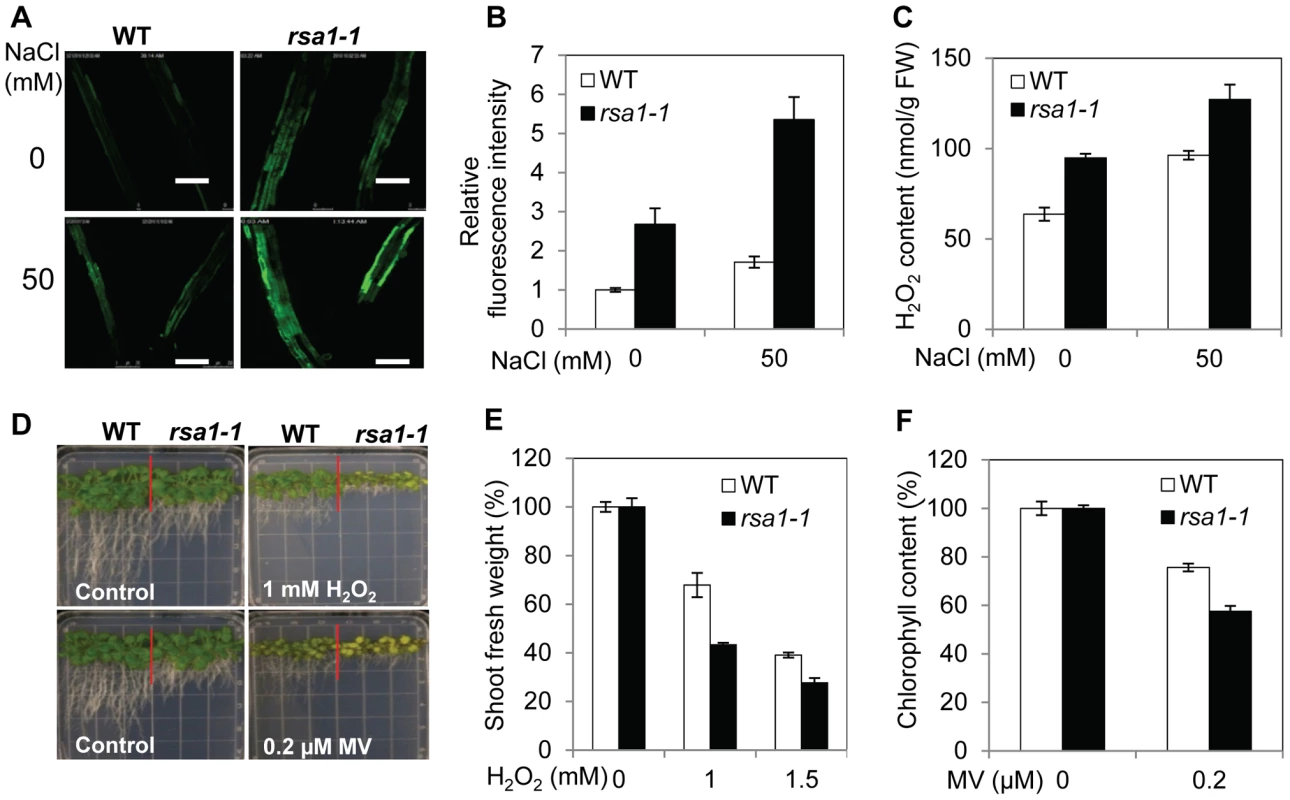 <i>rsa1-1</i> mutant plants accumulate more ROS and are hypersensitive to oxidative stress.