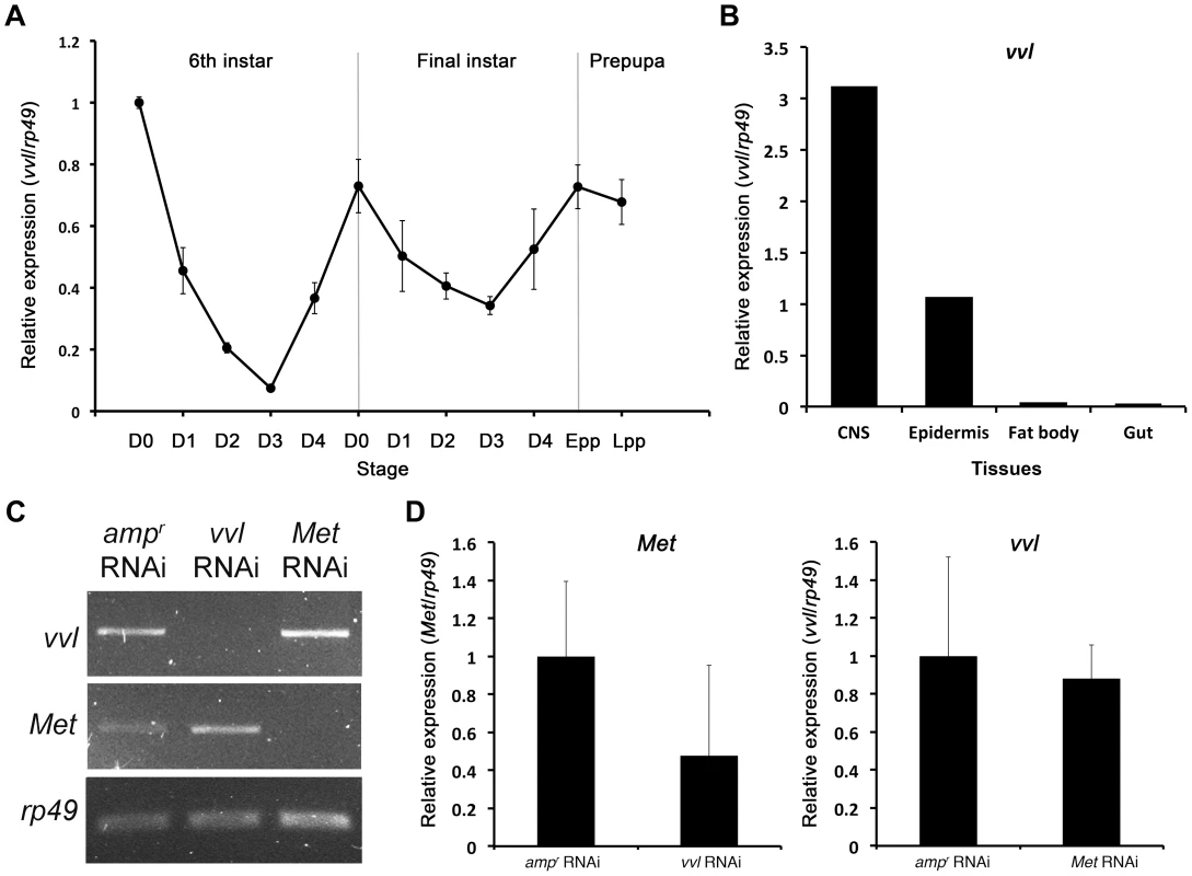Expression profile of <i>vvl</i> and knockdown verification for RNA interference.