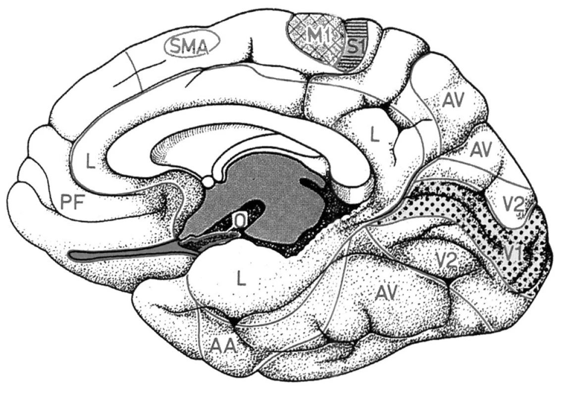 Topografie elokventních oblasti na mediální ploše hemisféry mozku (SMA – suplementární motorická oblast, M1 – primární motorický kortex nohy)
Fig. l. Topography of eloquent brain regions located on the medial surface of cerebral hemisphere (SMA – supplementary motor area, M1 – primary leg motor cortex)