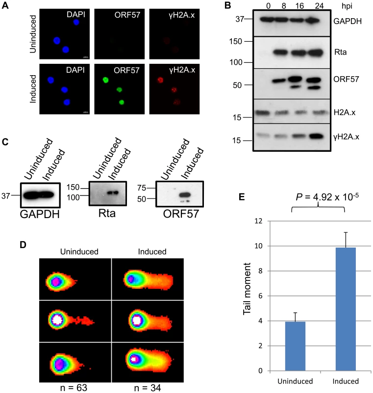 KSHV lytic reactivation induces the double strand break response, and the formation of DNA breaks.