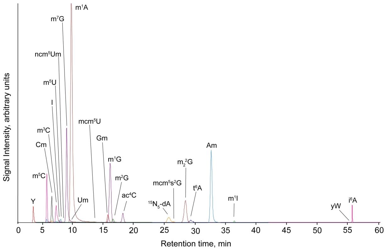 Total ion chromatogram from LC-MS/MS analysis of yeast tRNA ribonucleosides, as described in <em class="ref">Materials and Methods</em>.