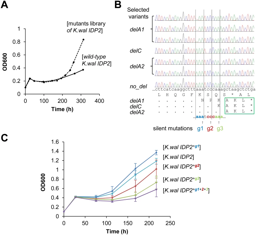 Laboratory evolution for peroxisomal localization is driven by genetic mutations at the same location where phenotypic mutations occur.